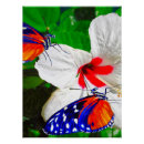 Recherche de ailes papillon posters Jardin