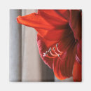 Recherche de amaryllis magnets Botanique