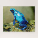 Recherche de frog puzzles Amphibien