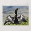 Search for anhinga postcards Wild