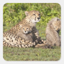 Search for jaguar animal stickers Nature