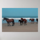 Search for wild horse posters Equestrian