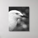 Search for seagull canvas prints White