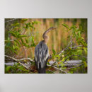 Search for anhingas posters Everglades