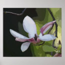 Search for magnolia art Floral