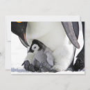 Search for snow birds postcards Antarctic