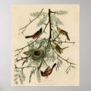 Search for oriole posters Birds of america