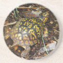 Search for box turtle photography Animals