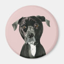 Recherche de pitbull magnete Animaux