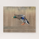 Search for mallard duck puzzles Wildlife