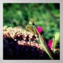 Search for praying mantis posters Entomology
