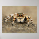 Search for jumping spider posters Insect