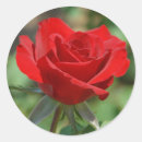 Search for rose bush stickers Green