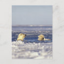 Search for threatening postcards Wildlife