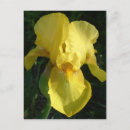 Recherche de iris jaune cartes postales Fleur