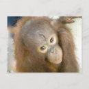 Search for cruelty postcards Animals