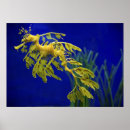 Search for deep dive posters Coral