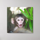 Search for cutest Monkey