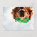 Search for funny animal photo postcards Glasses