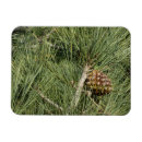 Search for pine magnets Tree