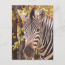 Search for striping postcards Safari