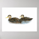 Recherche de duck posters Oiseaux