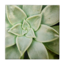 Search for succulent tiles Leaves