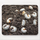 Recherche de larves tapis souris Insecte