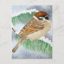 Recherche de moineau cartes postales Aquarelle