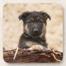 Search for german shepherd coasters Pet
