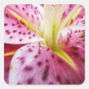 Search for stargazer stickers Pink