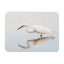 Search for egrets magnets Nature