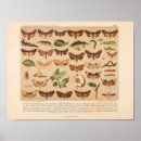 Search for vintage moth posters Bugs