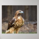 Search for red tailed hawk posters Raptor