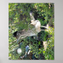 Recherche de roadrunner posters Arizona