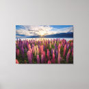 Search for new zealand canvas prints Lupine