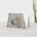 Search for prairie dog cards Zoo