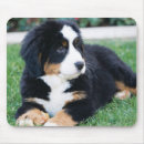 Search for bernese mountain dogs electronics Animals