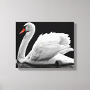 Search for beautiful swan art Nature