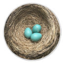 Search for nesting Blue eggs
