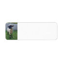 Search for lamb return address labels Animal