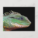 Recherche de lézard vert cartes postales Faune