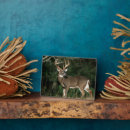 Search for danita delimont plaques White tailed deer