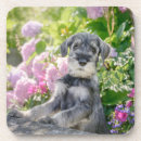 Search for schnauzer coasters Puppy