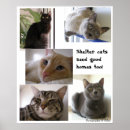 Search for russian blue cat art Cats
