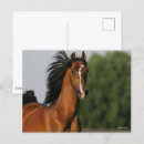Recherche de cheval de baie cartes postales Crinière
