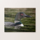 Search for loon puzzles Nature