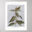 Search for false posters Plants