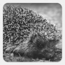 Search for hedgehog stickers Animal