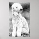 Search for bedlingtons posters Portrait